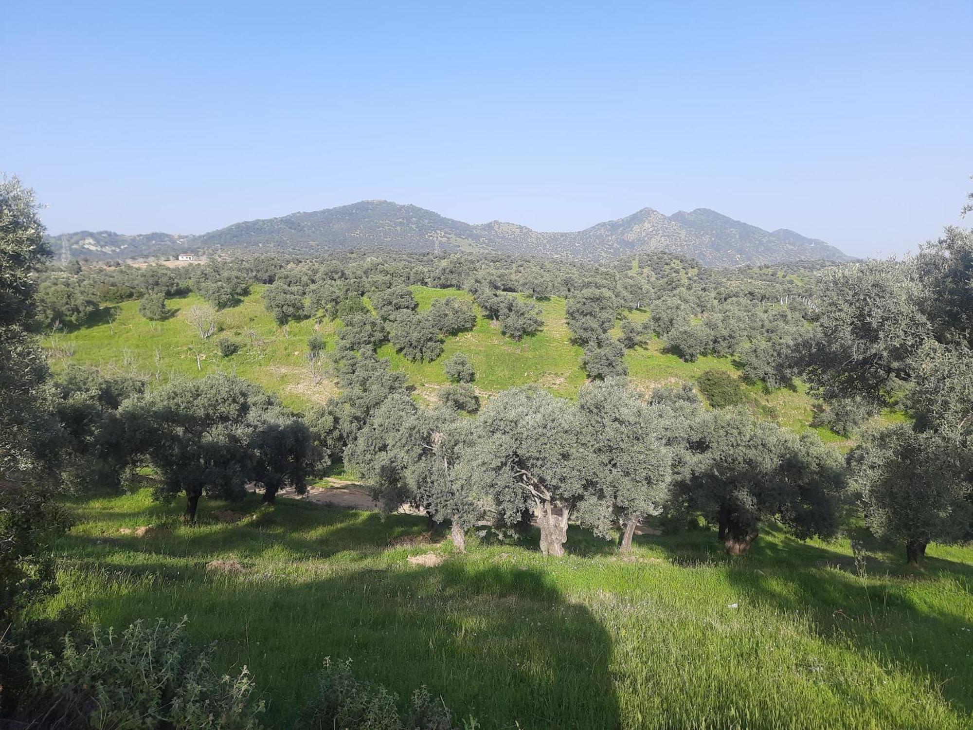 Ionia Guest House أيدين المظهر الخارجي الصورة